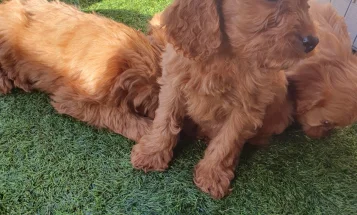 Cavapoo