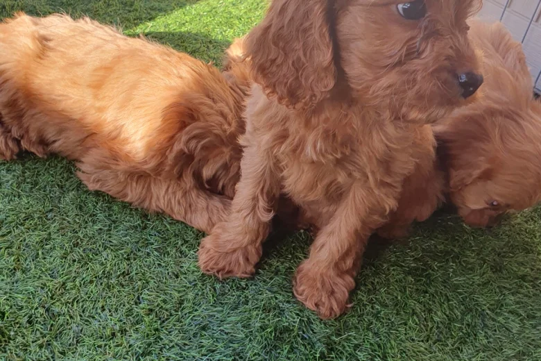 Cavapoo