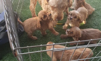 Cavapoo
