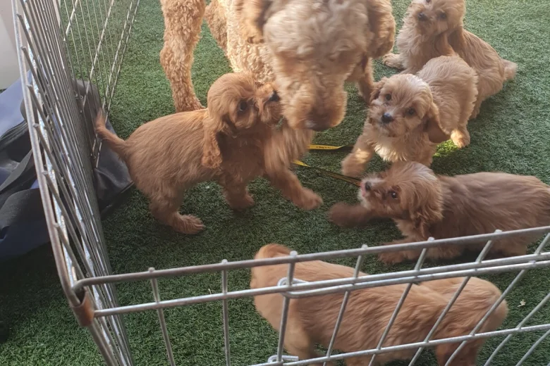 Cavapoo