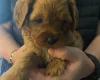 Cavapoo