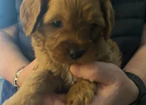 Puppy 3