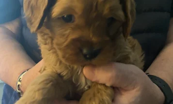 Cavapoo
