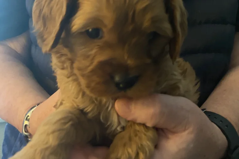 Cavapoo