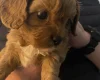 Cavapoo