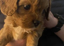 Puppy 2