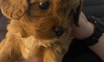 Cavapoo
