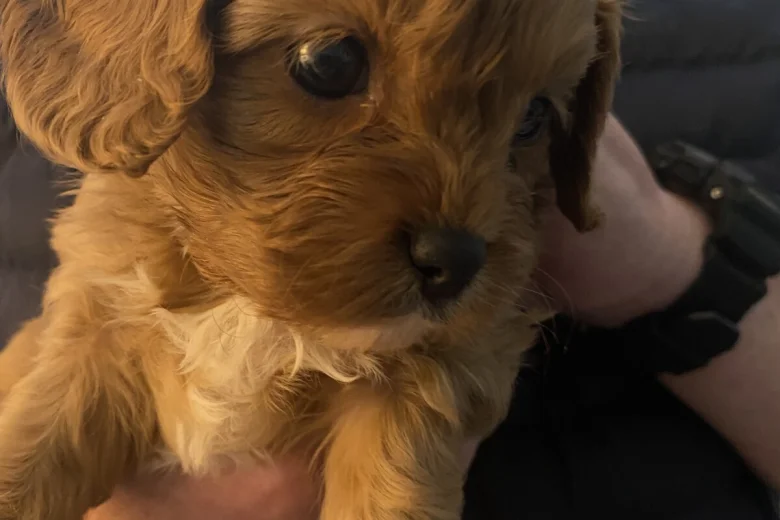 Cavapoo