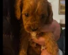 Cavapoo