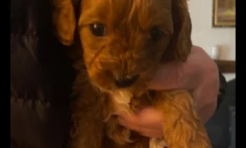 Cavapoo