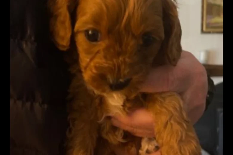 Cavapoo