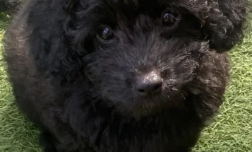 Cavapoo