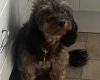 Cavapoo