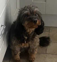 Sofia