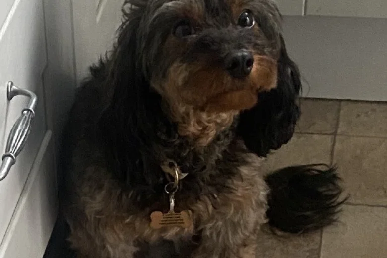 Cavapoo
