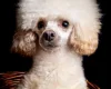 Cavapoo
