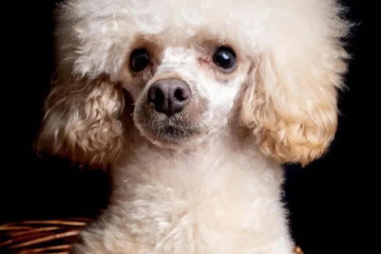 Cavapoo