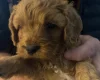Cavapoo
