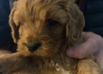 Puppy 5