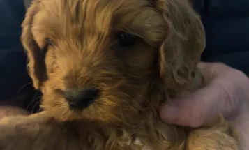 Cavapoo