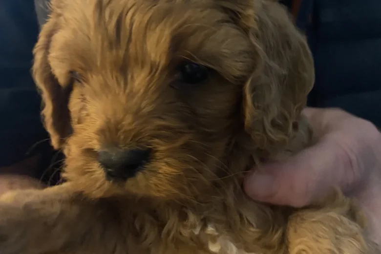Cavapoo