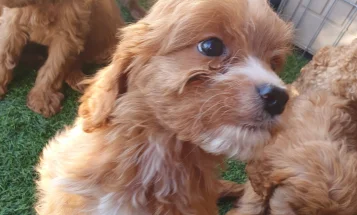 Cavapoo
