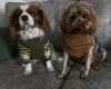 Cavapoo