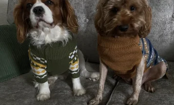 Cavapoo