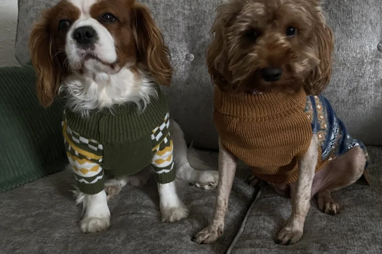 Cavapoo