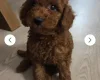 Cavapoo