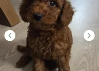 Puppy 3