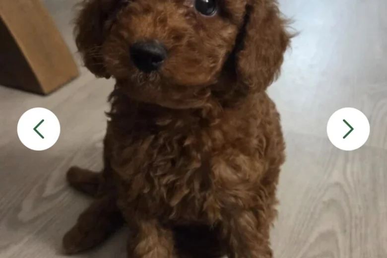 Cavapoo