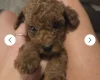 Cavapoo