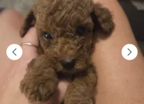 Puppy 4