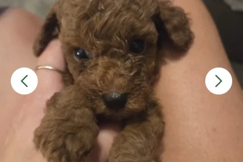Cavapoo