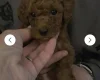 Cavapoo