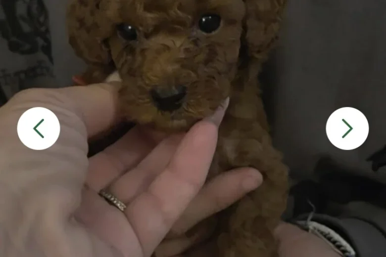 Cavapoo