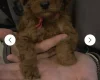 Cavapoo