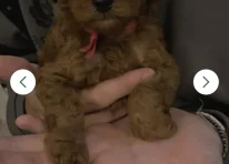 Puppy 2