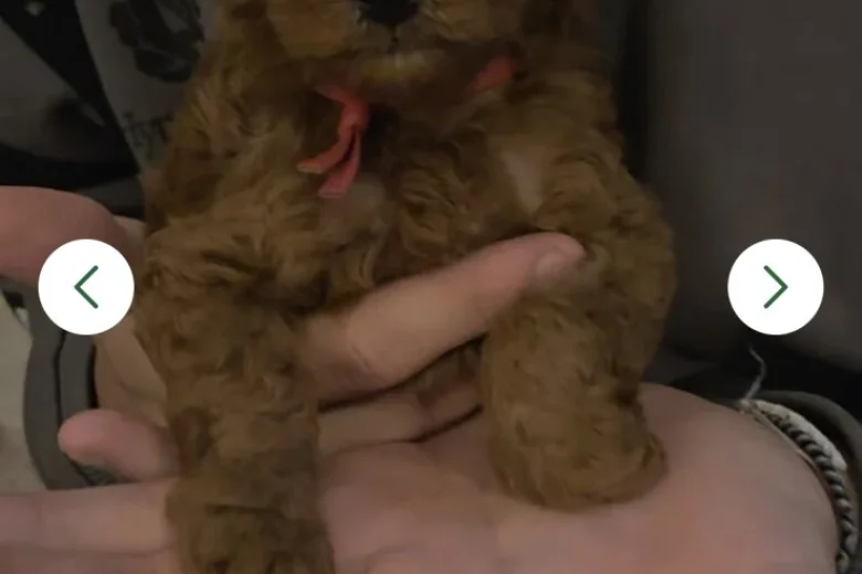 Cavapoo