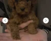 Cavapoo