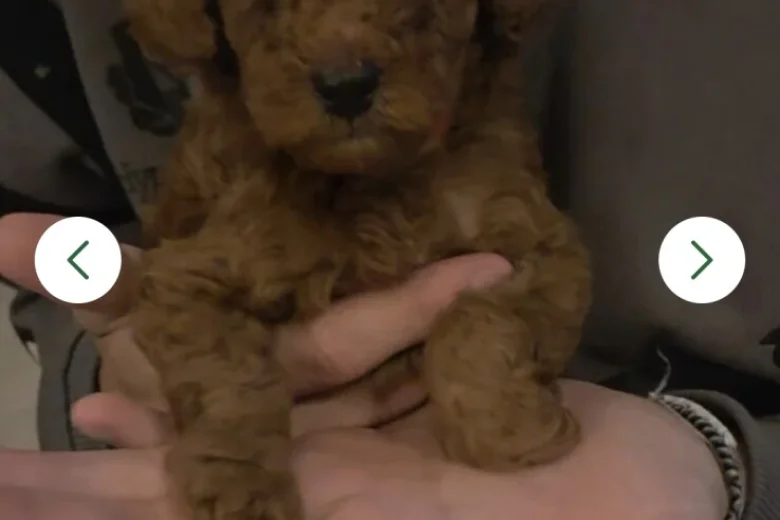 Cavapoo