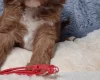 Cavapoo