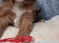 Puppy 3