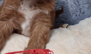 Cavapoo