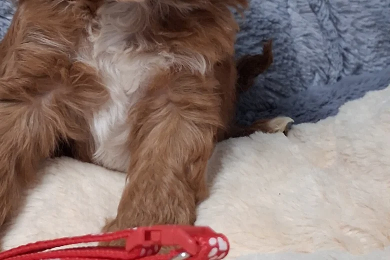Cavapoo