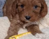 Cavapoo