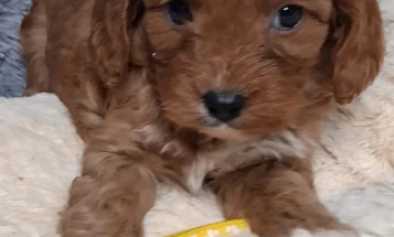 Cavapoo