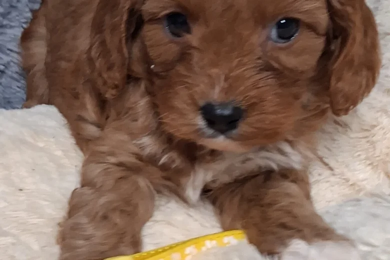 Cavapoo