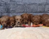 Cavapoo